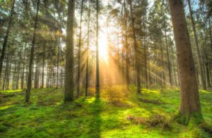 forest, sun, shadow